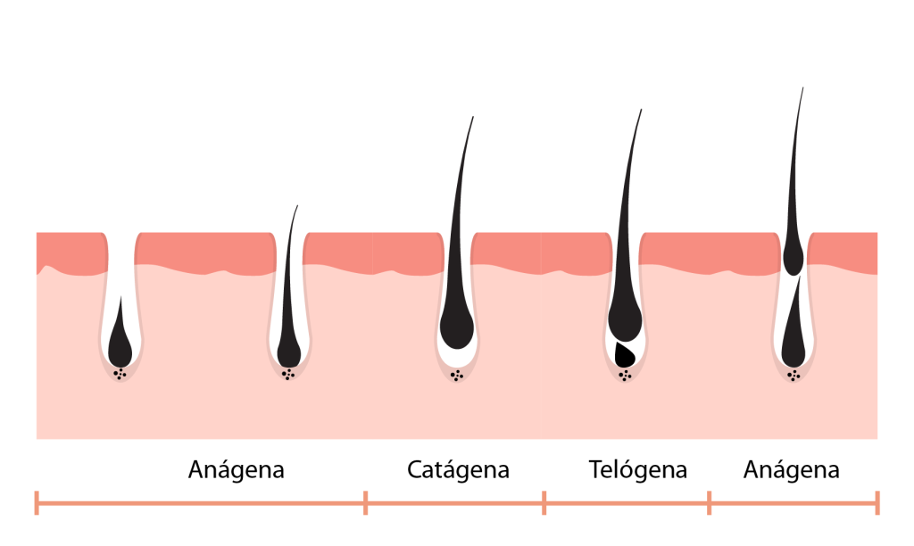 Gráfico de las fases del ciclo capilar